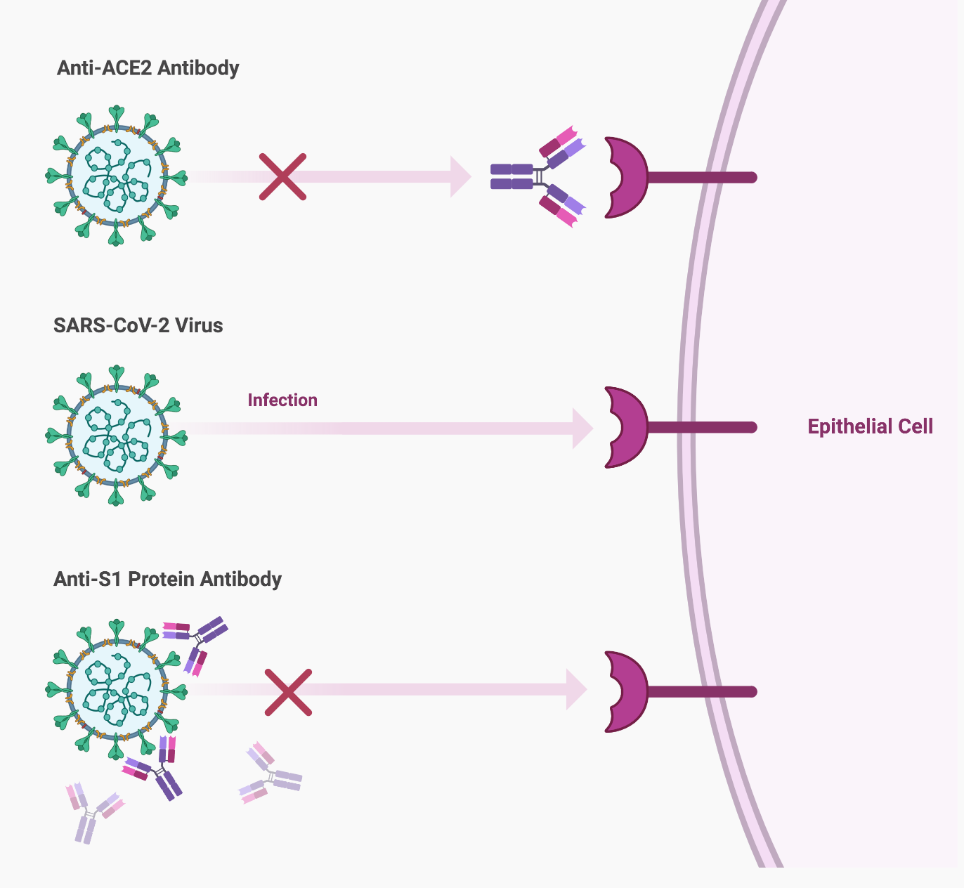 Twist Bioscience Antibodies for COVID19 Therapeutic and Diagnostic